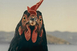 Hen, il film con una gallina vera come protagonista