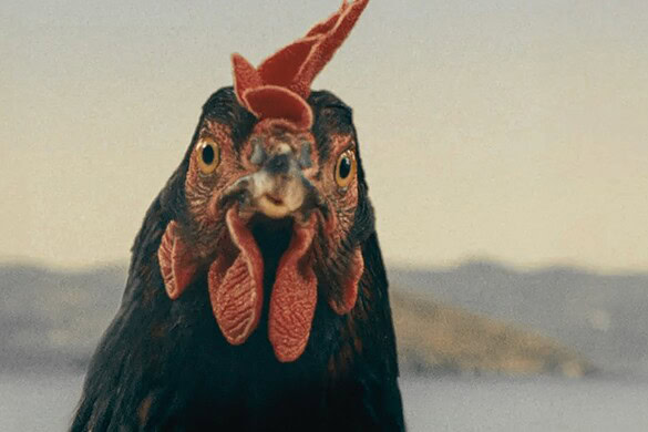 Hen, il film con una gallina vera come protagonista
