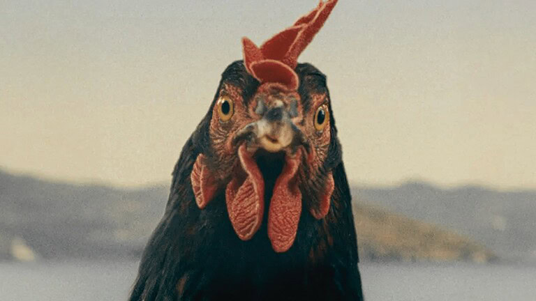 Hen film gallina