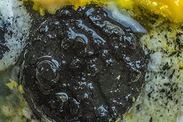 Succhi gastrici: perché lo stomaco non digerisce sé stesso?