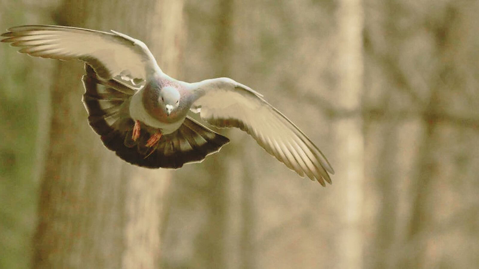 piccioni viaggiatori bussola biologica