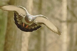Piccioni viaggiatori: la bussola biologica era nascosta nel fegato