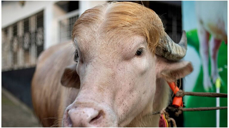 bufalo albino