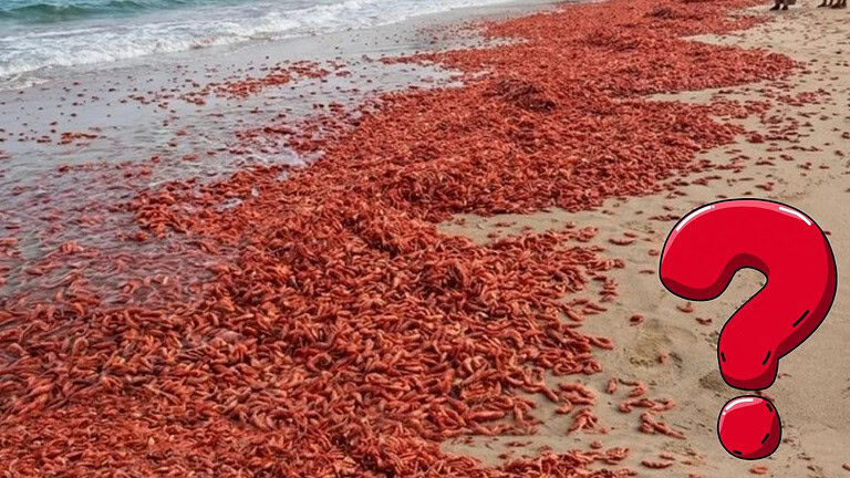 Gamberetti spiaggiati in Oman: cosa c'è davvero dietro le immagini virali