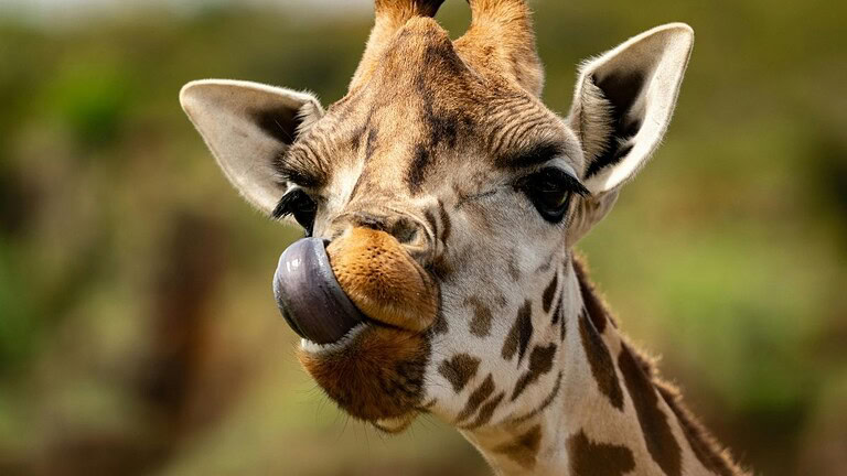 Lingua viola delle giraffe: ecco perché ha quel colore