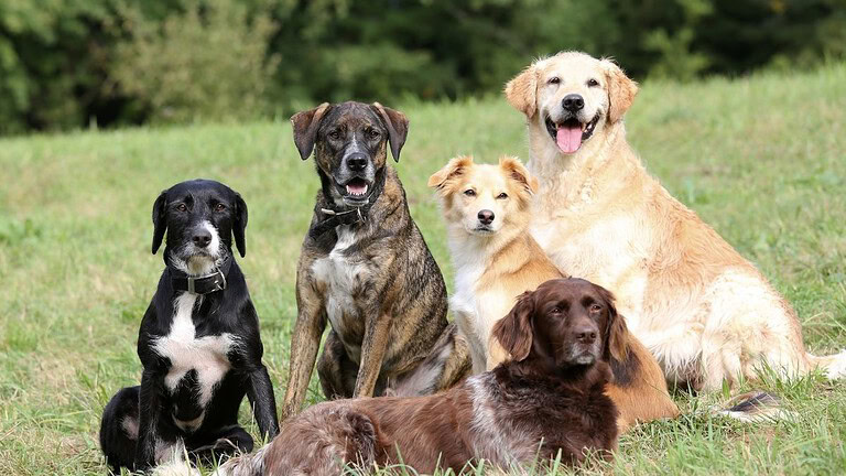 Cani, il loro cervello si è rimpicciolito: di chi è la colpa?