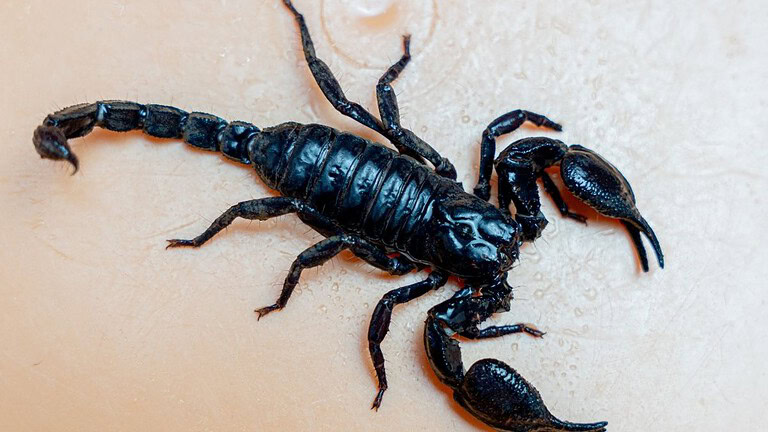 Scorpioni: il segreto nascosto nel loro esoscheletro è incredibile