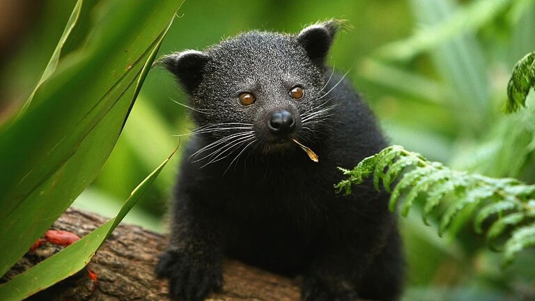 Binturong: l'animale che profuma di popcorn esiste davvero