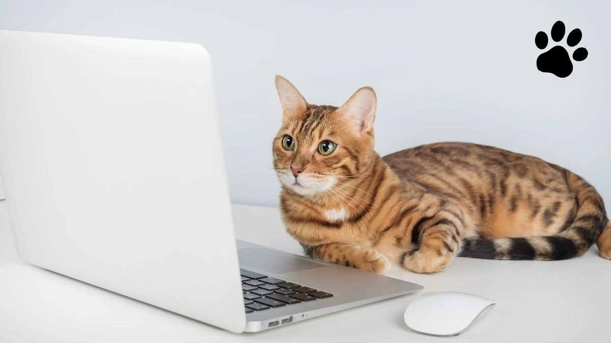 Cats Lock per Mac: l’app che blocca la tastiera quando il gatto ci cammina sopra