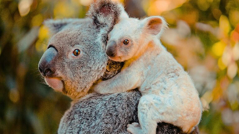 Koala a rischio: lo stress termico li sta uccidendo più del previsto