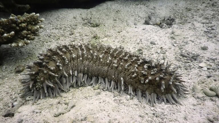 Cetrioli di mare: un frammento vive 3 anni anche fuori dal corpo