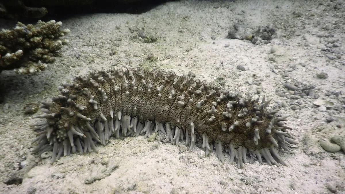 Cetrioli di mare: un frammento vive 3 anni anche fuori dal corpo