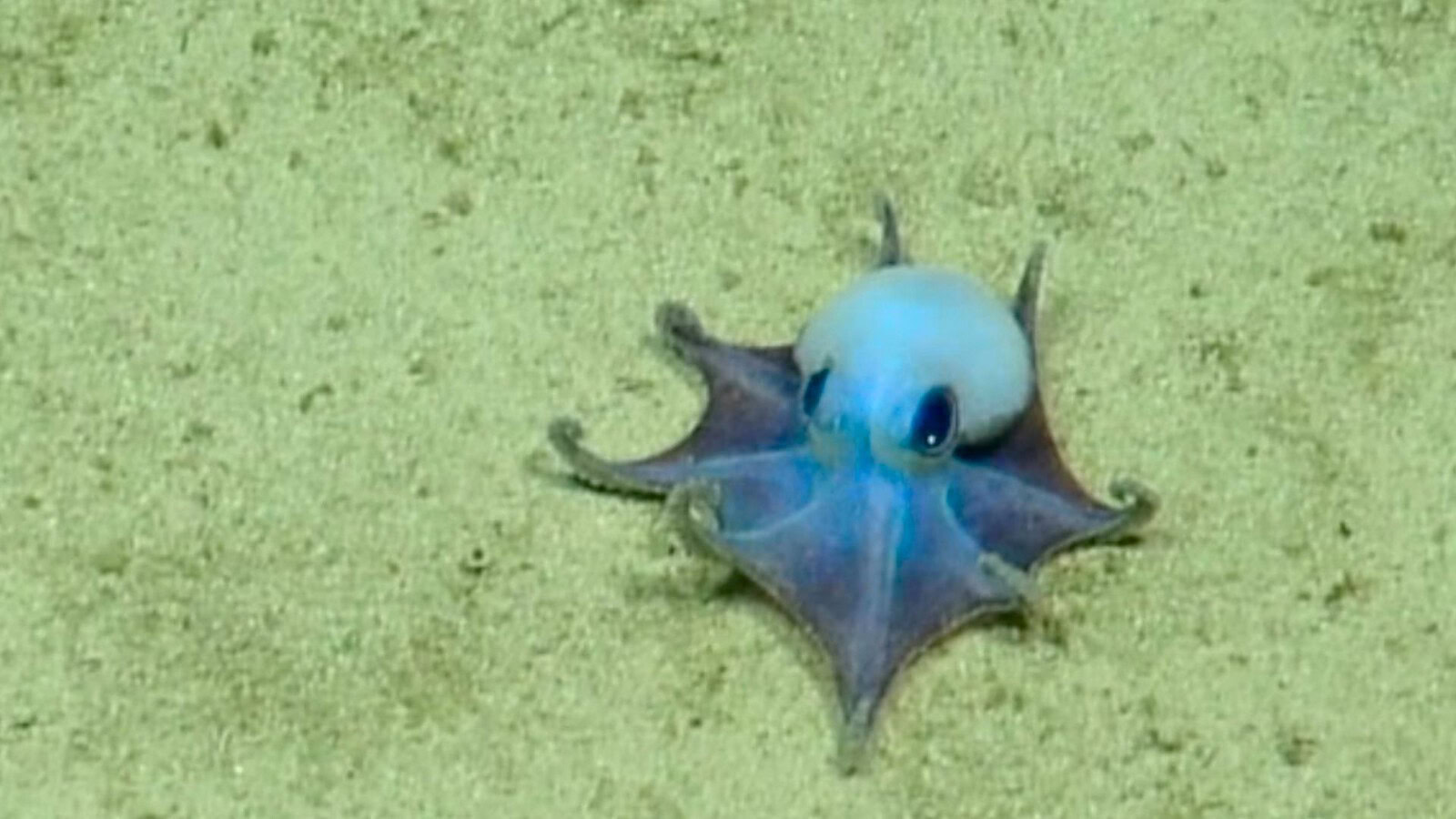 Polpo blu alle Galápagos: la nuova specie sembra un Pokémon