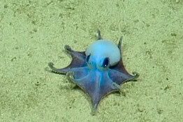 Polpo blu alle Galápagos: la nuova specie sembra un Pokémon
