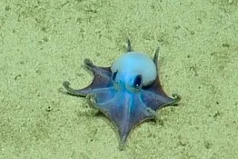 Polpo blu alle Galápagos: la nuova specie sembra un Pokémon