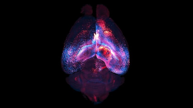 Astrociti: scoperte reti cerebrali sconosciute a forma di stella - astrociti reti cerebrali