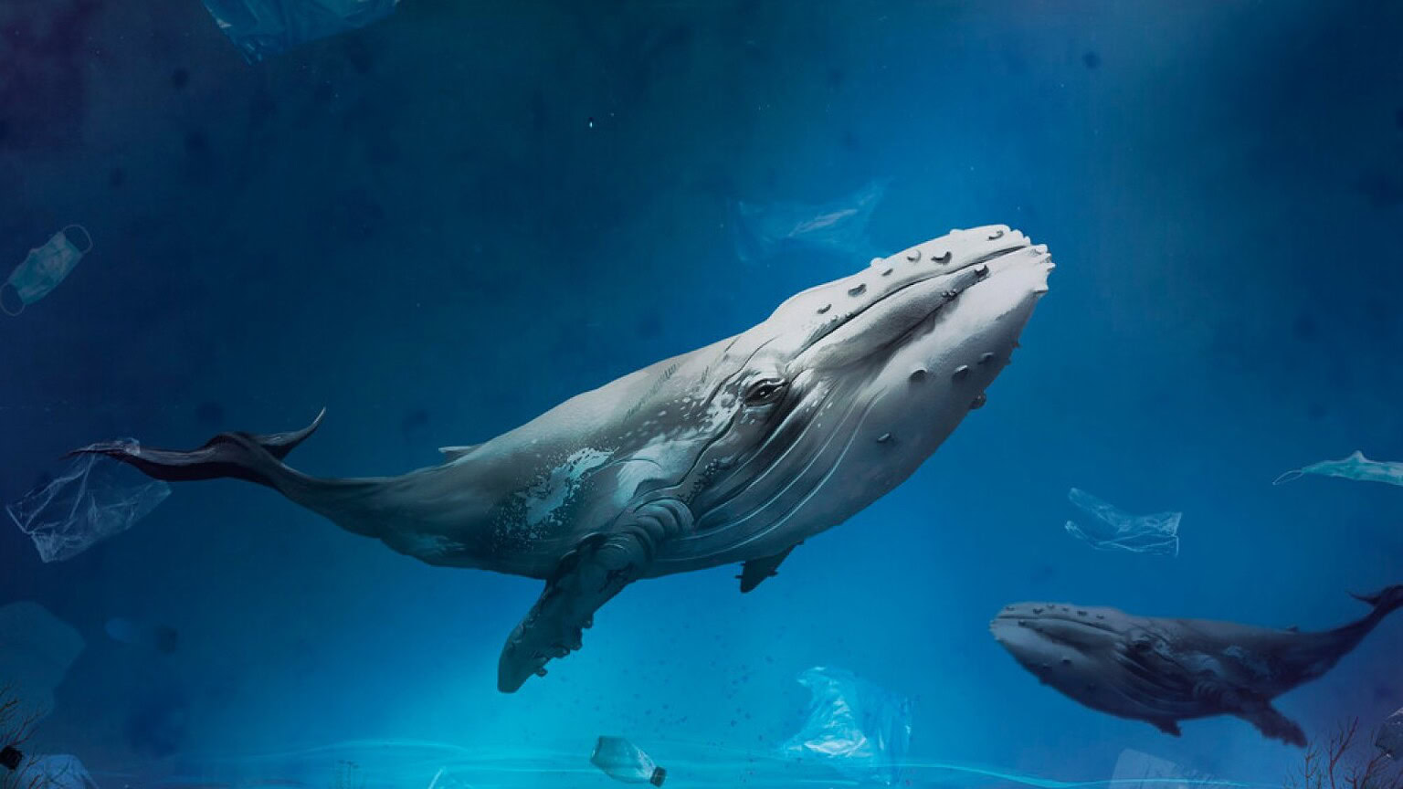 Balene nello Stretto di Gibilterra: urlano ma nessuno le sente - balene Stretto di Gibilterra