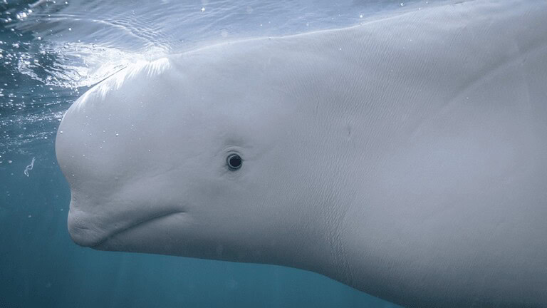 Beluga e autoconsapevolezza: lo studio che cambia tutto - beluga autoconsapevolezza