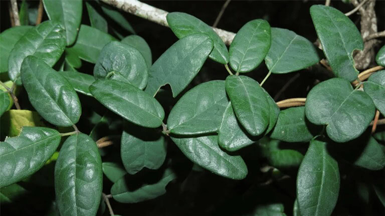 Boquila trifoliolata: la pianta camaleonte che cambia forma per mimetizzarsi