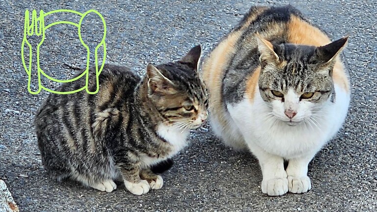 Gatti che non mangiano: il motivo non è quello che pensi
