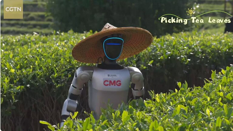 Robot umanoidi raccolgono tè in Cina: il test che nessuno si aspettava