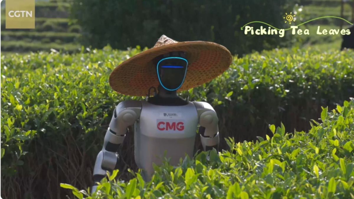 Robot umanoidi raccolgono tè in Cina: il test che nessuno si aspettava