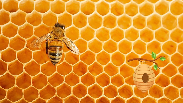 Api e Varroa: dall'università di Padova l'arma green che cambia tutto