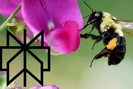 Perplexity Bumblebee: lo strumento gratis per il codice sicuro