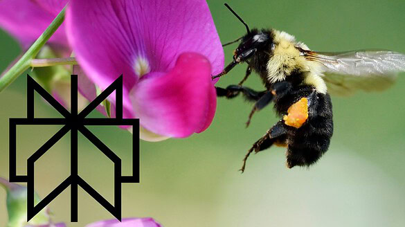Perplexity Bumblebee: lo strumento gratis per il codice sicuro