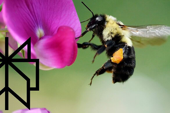 Perplexity Bumblebee: lo strumento gratis per il codice sicuro