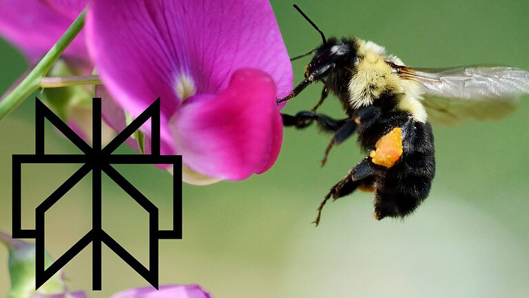 Perplexity Bumblebee: lo strumento gratis per il codice sicuro