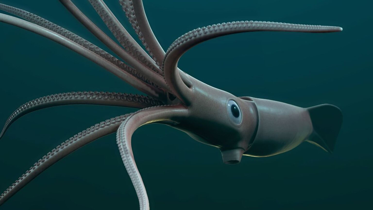 Calamari giganti tornano dopo 25 anni in acque mai viste prima