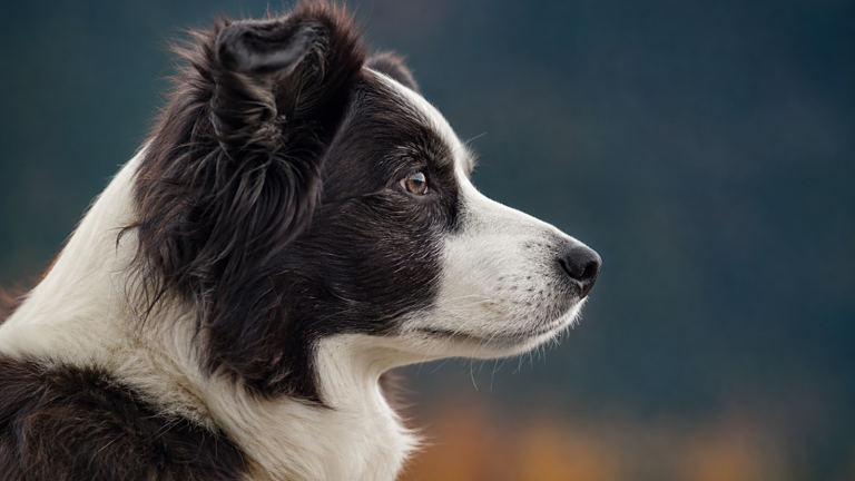 Cervello dei cani: si è ridotto per millenni, ma ora sta succedendo l'opposto