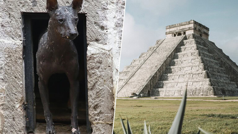 Maya: ossa di cani svelano un commercio che nessuno si aspettava - commercio cani Maya