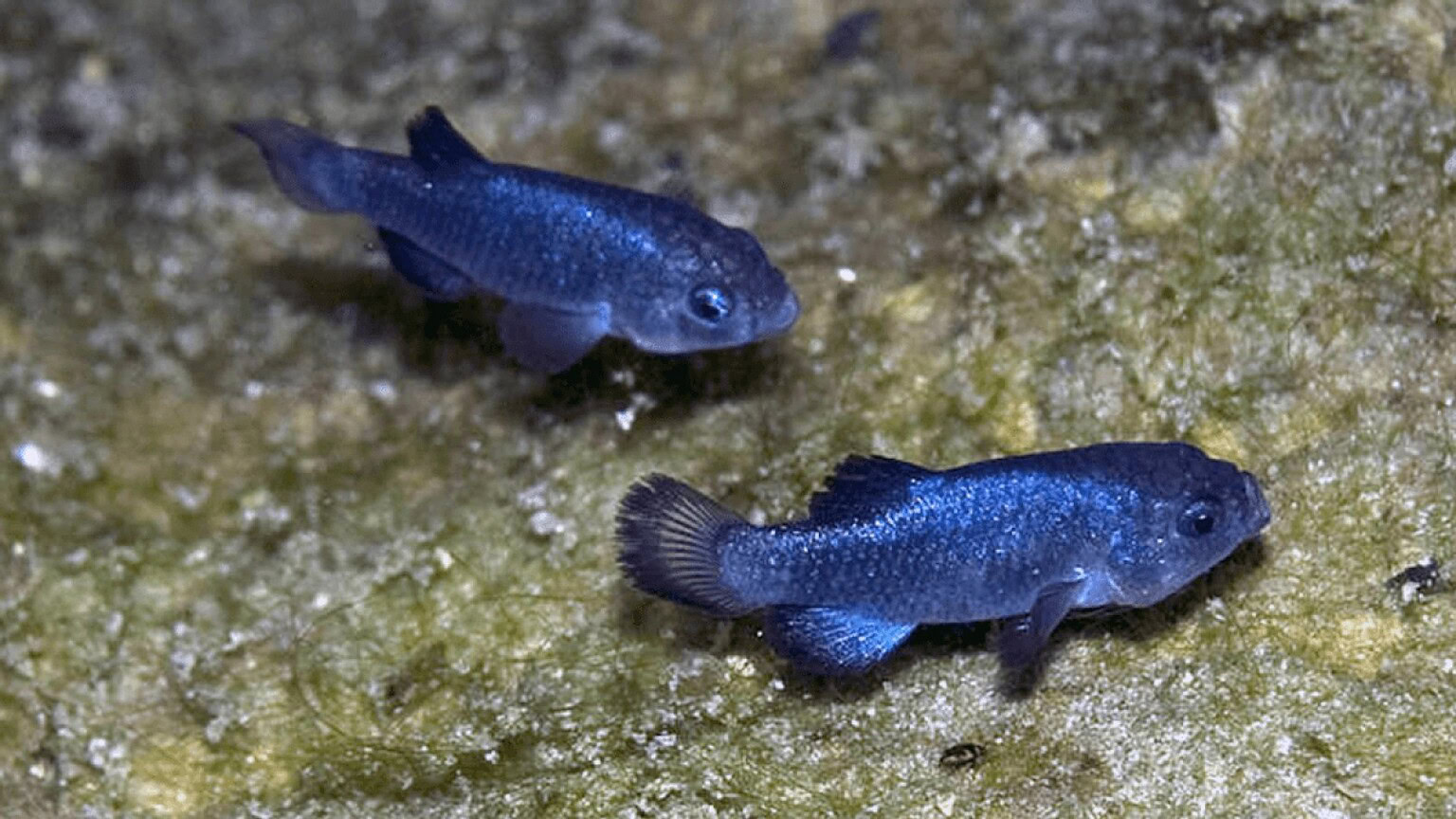 Devil's Hole pupfish: il pesce più raro del mondo ha un segreto assurdo