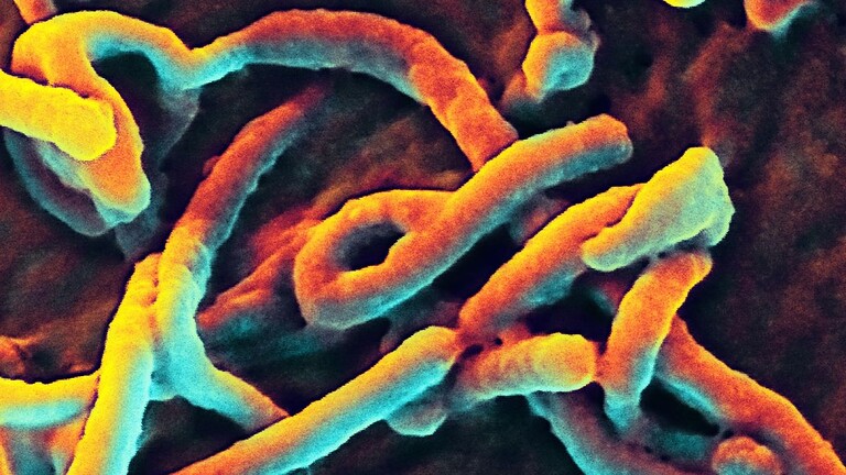 Ebola Bundibugyo, oltre 200 casi sospetti: l'allarme OMS spiegato