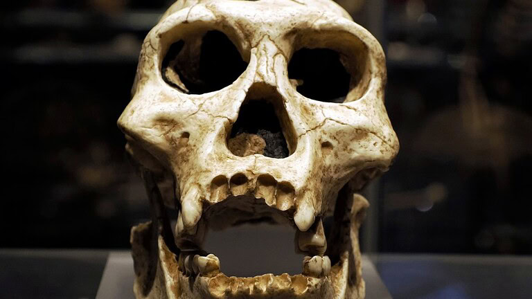 Neanderthal, la loro estinzione ha una causa satisfying: le reti sociali Hmm, that's not great. Let me reconsider. Neanderthal, la vera causa della loro estinzi