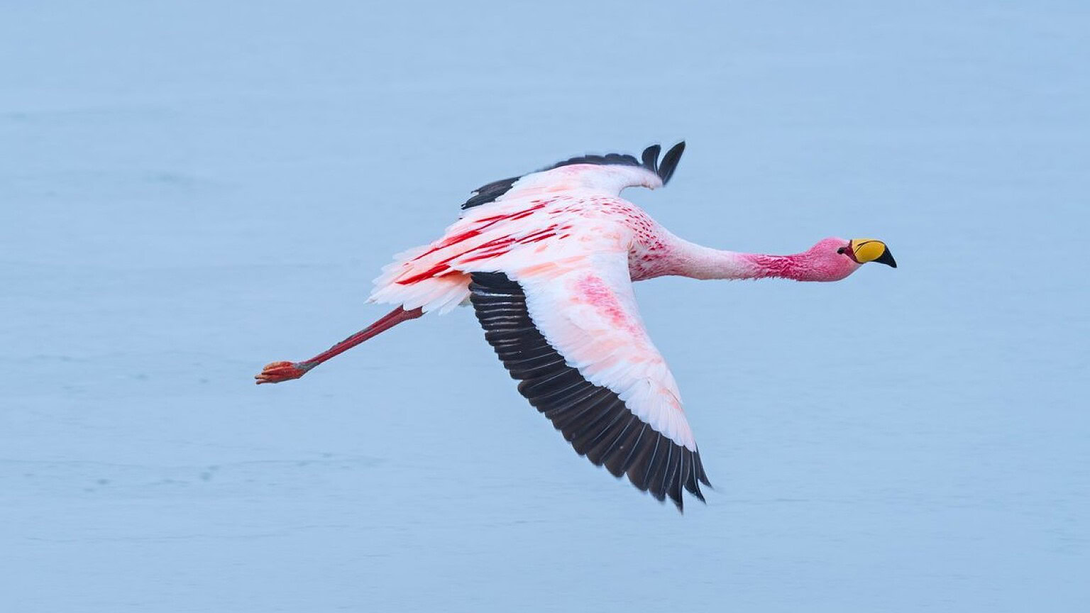 Fenicotteri rosa per il cibo: si potrebbe farli diventare blu? - fenicotteri rosa cibo