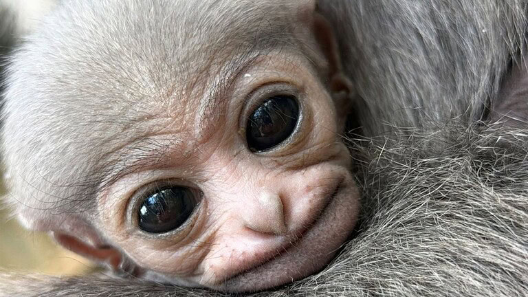 Gibbone di Giava, nato un cucciolo rarissimo: perché è così importante