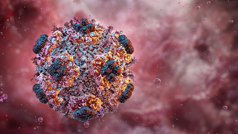 Hantavirus, perché è così letale? La risposta è inaspettata - hantavirus letale