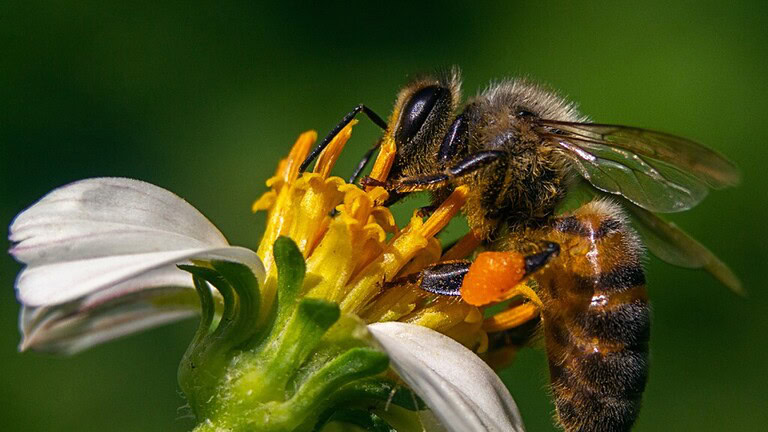 Insetti impollinatori: la loro scomparsa sta già rovinando la nostra alimentazione - insetti impollinatori alimentazione
