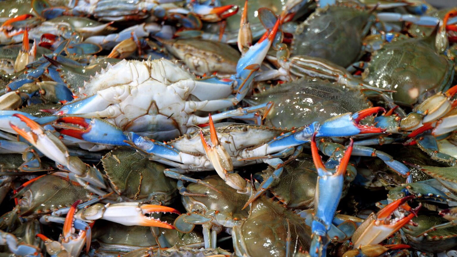 Invasivorismo: mangiare specie invasive è davvero una buona idea?