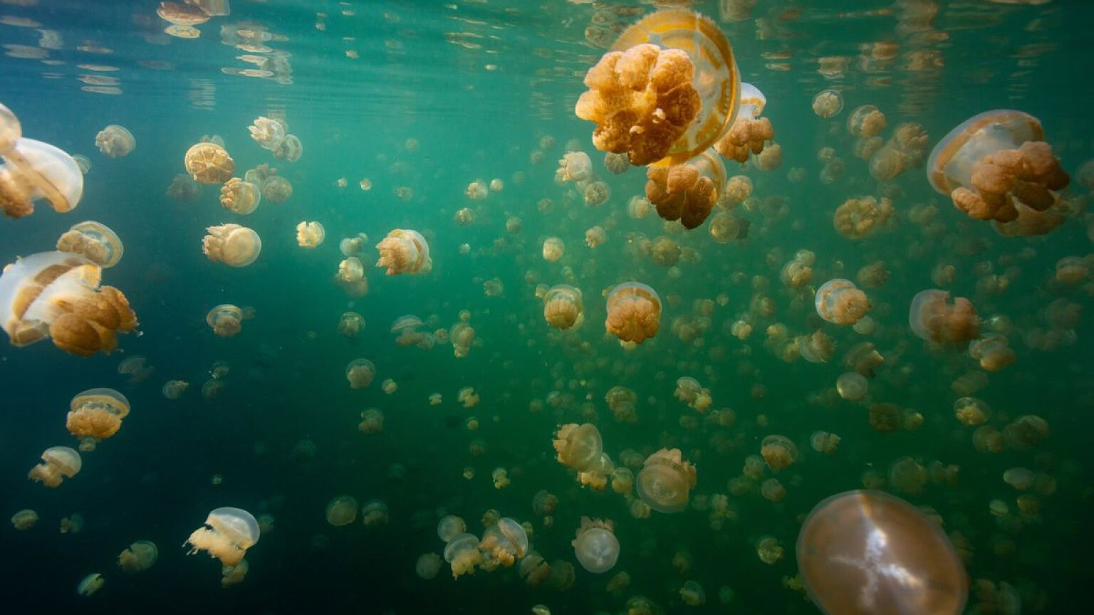 Jellyfish Lake: il lago sigillato da 12.000 anni con 5 milioni di meduse uniche