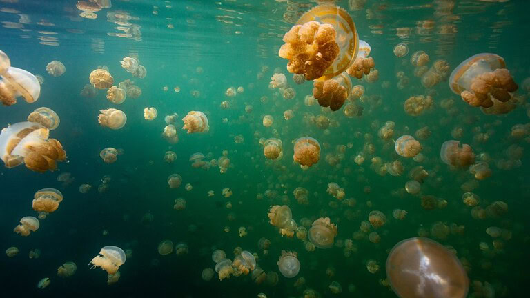 Jellyfish Lake: il lago sigillato da 12.000 anni con 5 milioni di meduse uniche