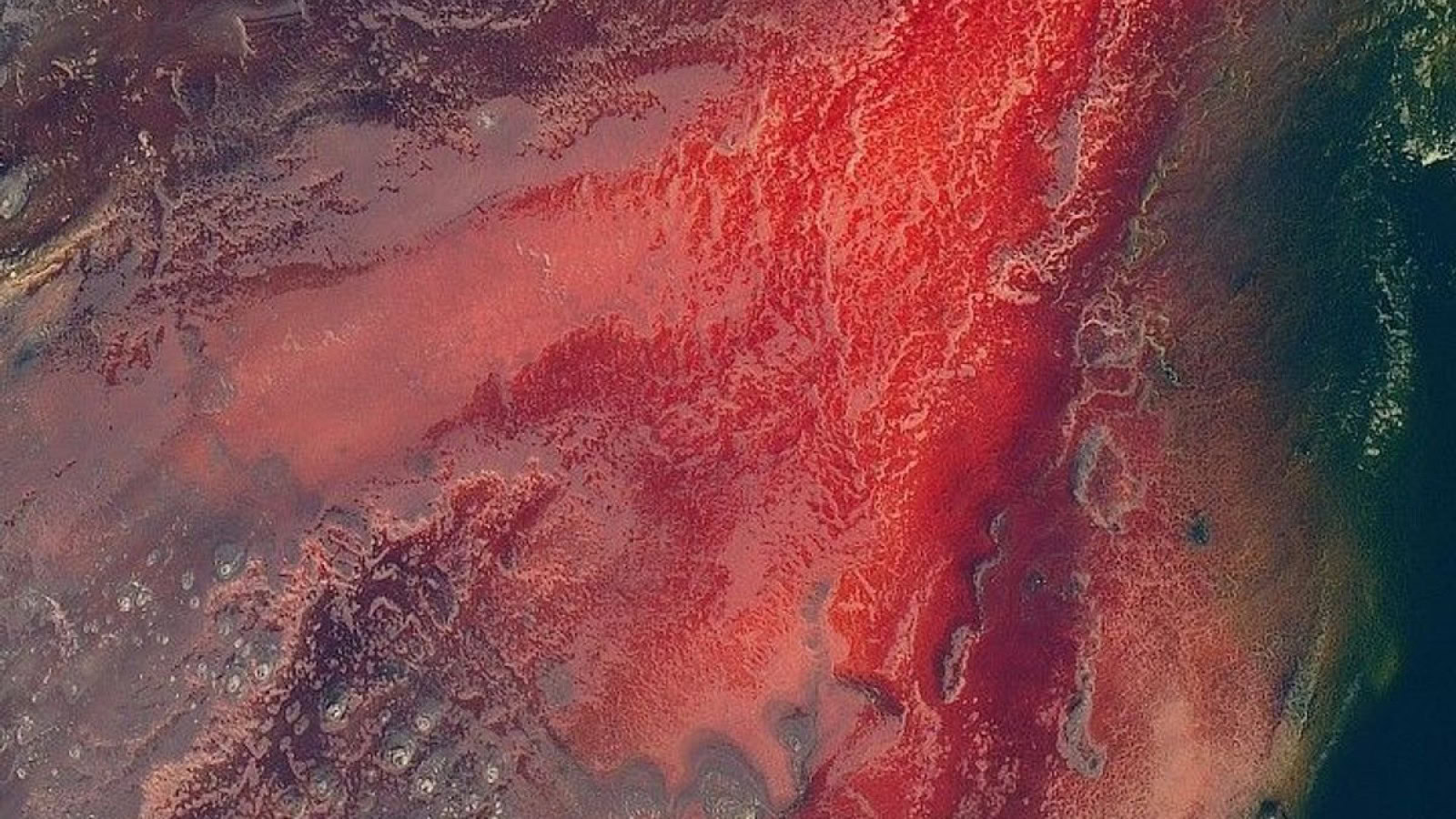 Lago Natron: la verità sugli animali "pietrificati" non è come pensate - lago Natron animali pietrificati