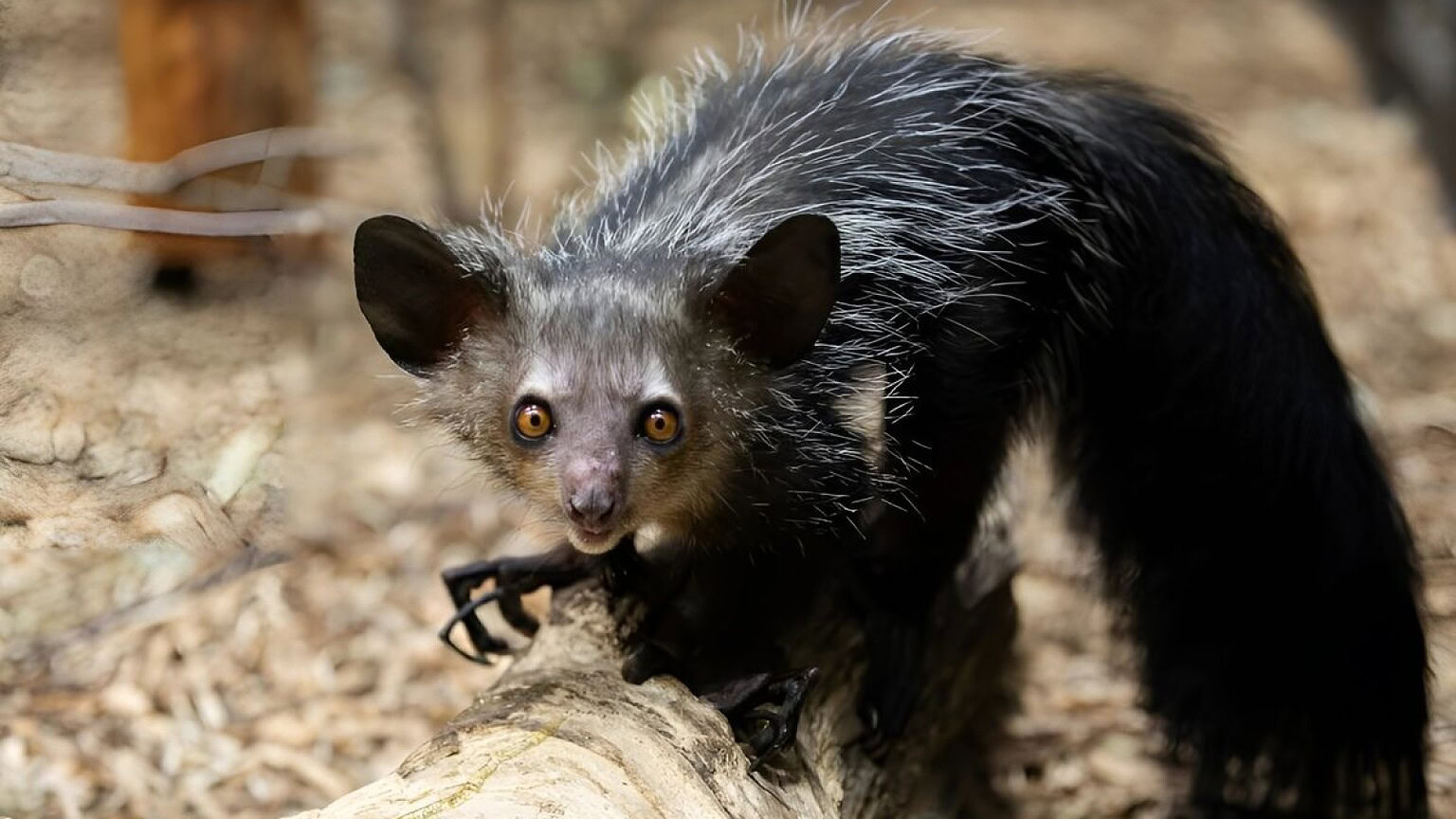 Madagascar: l'isola più antica del mondo con animali unici - Madagascar isola più antica