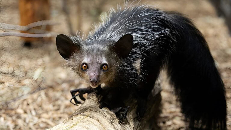 Madagascar: l'isola più antica del mondo con animali unici - Madagascar isola più antica