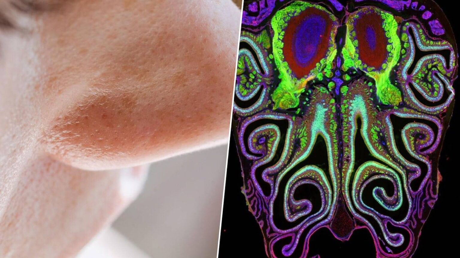 Olfatto: la scienza scopre la mappa nascosta del naso - mappa nascosta olfatto
