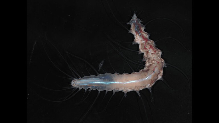 Ocean Census: 1.121 nuove specie marine scoperte, una vive in un castello di vetro