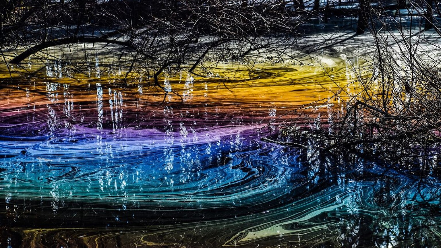Paludi arcobaleno: lo spettacolo naturale che sembra uscito da un film